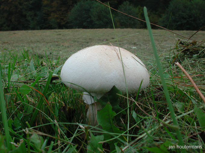 wienerwald_015