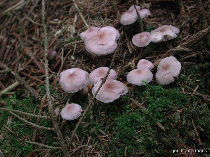wienerwald_017
