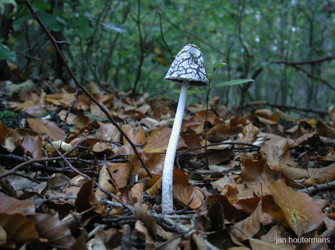 wienerwald_021