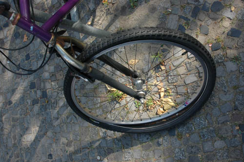 radleiche_0004
