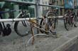 radleiche_0032
