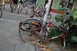 radleiche_0054