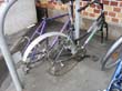 radleiche_0001