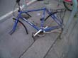 radleiche_0002