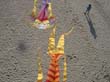 cervia_2006_kap_030