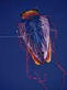 sidney_1995_021
