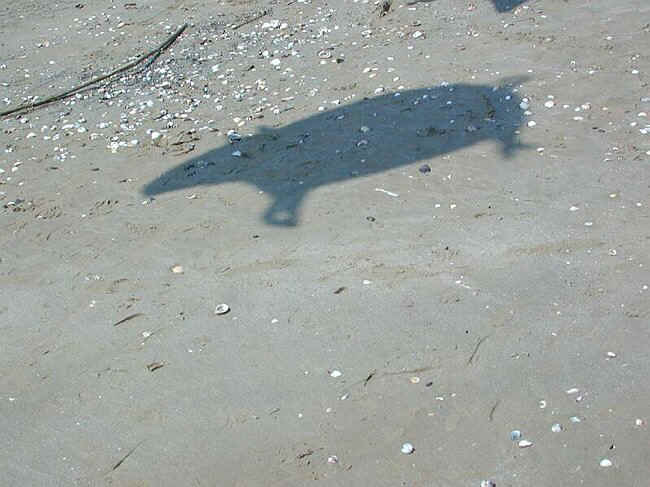s81.JPG