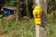 thai2005_0062