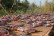 thai2005_0432