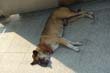 thai2005_0720