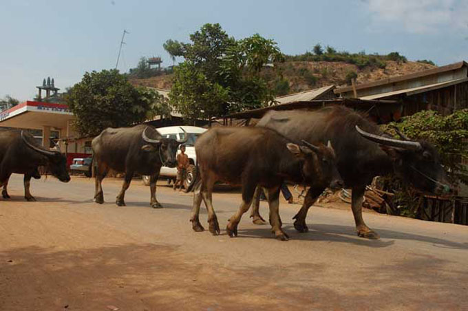 thai0195